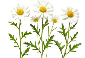 Collage of beautiful chamomile flowers on white background

