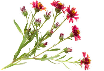 Gaillardia Flower isolated on transparent background. PNG file