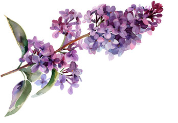 Lilac watercolor isolated on transparent background. PNG file