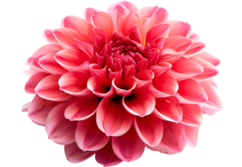 Surreal dark chrome red flower dahlia macro isolated on white