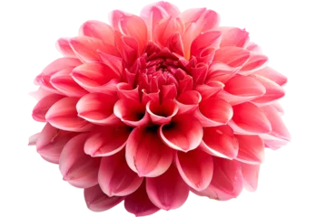 Fotobehang Dahlia Surreal dark chrome red flower dahlia macro isolated on white  © korawik