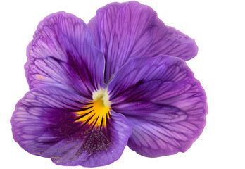 pansy flower - flower on white background close up
