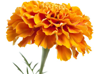Marigold flower on a white background