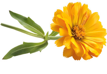 Calendula. Marigold flowers with leaves isolated on white