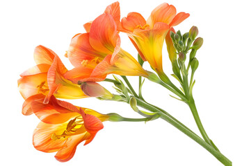 Closeup of orange freesia flowers lying down on a white background.