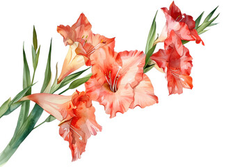 A Gladiolus watercolor isolated on transparent background. PNG file