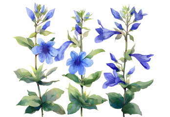 Fototapeta premium Lobelia watercolor isolated on transparent background. PNG file