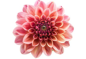 dahlia flower red-yellow. Flower isolated on a white background. No shadows with clipping path. Close-up. Nature.