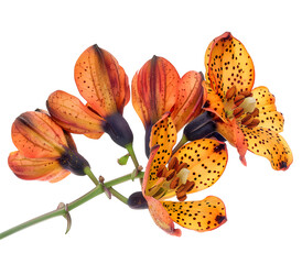 A stunning orange leopard flower, Iris domestica