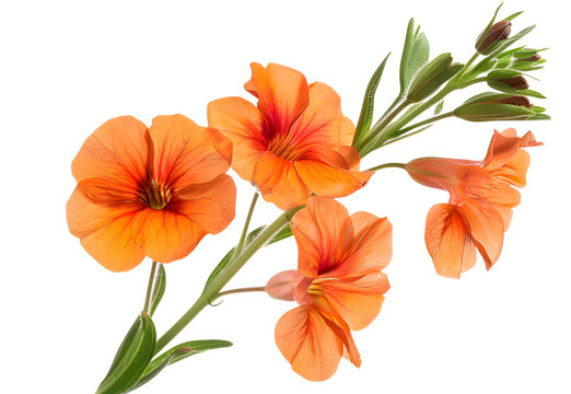 Wallflower, Cheiranthus cheiri or Erysimum cheiri. Lovely spring flowers with orange shade of petals
