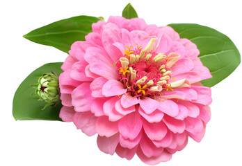 Zinnia​ is​ herbaceous​ plant​ with​ flowers​ in​ many​ color​s​ such​ as​ red​, pink