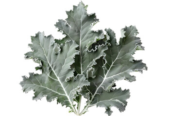 Dusty Miller isolated on transparent background. PNG file