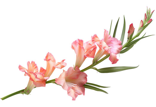 Gladiolus flowers, Pink gladiolus blooming on branch isolated on white background, with clipping path