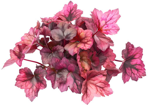 Heuchera. Saxifragaceae family. Close up. Macro. Carved bright leaves of Heuchera in a garden.