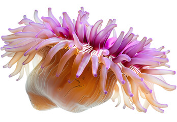 Sea Anemone photography isolated on transparent background. PNG file