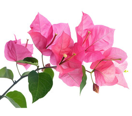 Pink blooming bougainvilleas isolate on white background with Clipping path.