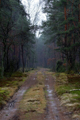 Forest path during the rain