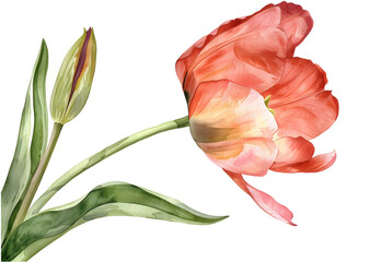 A Tulip watercolor isolated on transparent background. PNG filev