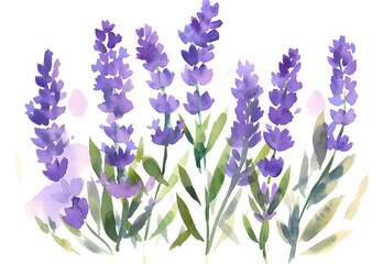 Lavender watercolor isolated on transparent background. PNG file