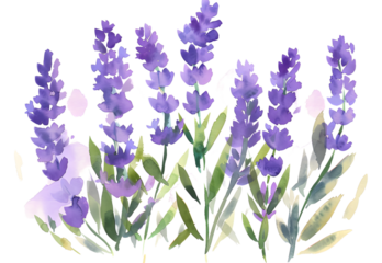 Lavender watercolor isolated on transparent background. PNG file