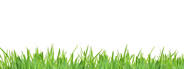 fresh spring green grass without background
