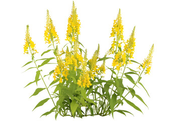 Golden Rod Solidago virgaurea flower isolated on white background