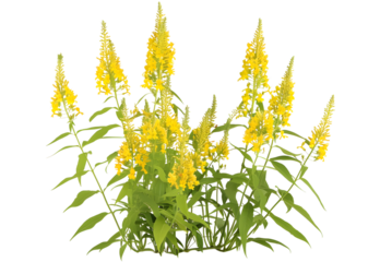 Golden Rod Solidago virgaurea flower isolated on white background