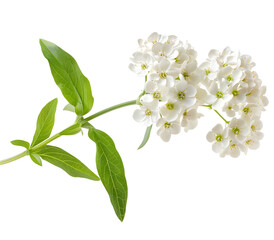 Candytuft flower isolated on transparent background. PNG file