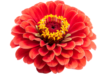 Zinnia flower isolated on transparent background. PNG file