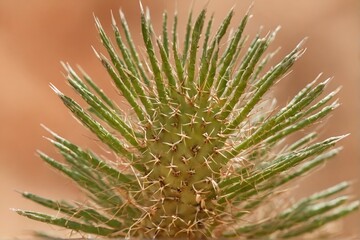Naklejka na ściany i meble close-up of a green cactus with long spines 