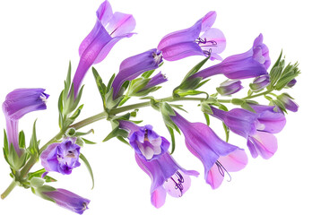 Rocky mountain penstemon flower isolated on transparent background. PNG file