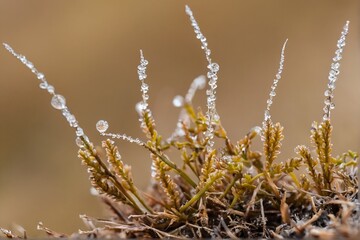 close-up of frost on moss in the morning
