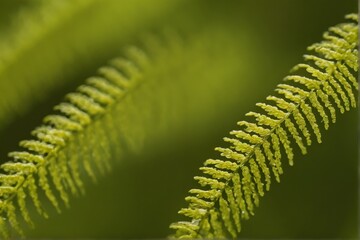 close-up of green fern leaf fronds
