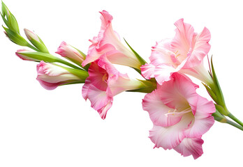 Obraz premium Colourful gladiolus or sword lily flowers blooming in the garden.