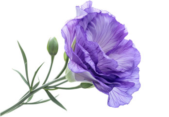 Lisianthus isolated on transparent background. PNG file