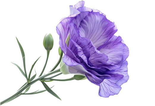Lisianthus isolated on transparent background. PNG file