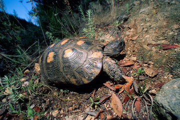  view of a Sardinian Marginated Tortoise walking in the wild Sardinia, Italy