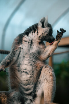 Lemur adult close-up cleaning itself, grooming, photo, cute primate animal mammal in a zoo