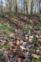 old dry leaves and new green grass in spring forest