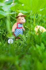 Care for the Vegetable / Gardener teddy bear with straw hat and apron take care for pumpkin fruit in green grass (copy space) - 750084965