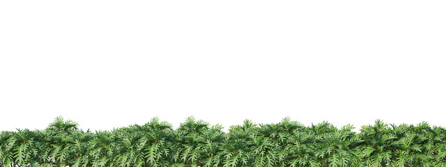 fresh spring green grass without background