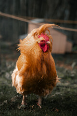 Large Cockerel, chicken rooster farm animal, poultry, ginger feathers