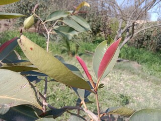Young leaves of Syzygium cumini, or  Malabar plum, Java plum, black plum, jamun, jaman, jambul, or jambolan