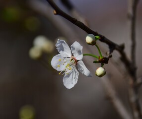 blossom in spring