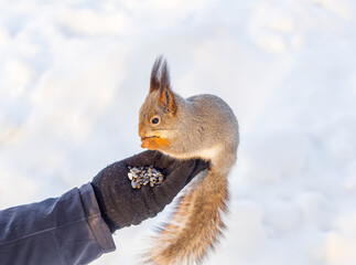 Squirrel eats nuts from a man's hand. Caring for animals in winter or autumn.