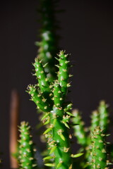 close up of a cactus