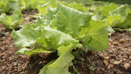 Fototapeta premium Fresh lettuce in the ground at a farm