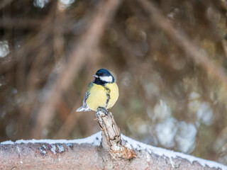 Cute bird Great tit, songbird sitting on a branch without leaves in the autumn or winter.
