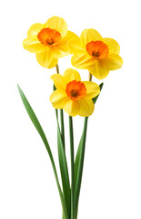 Spring floral border, beautiful fresh daffodils flowers, isolated on white background. Selective focus
- 750087365