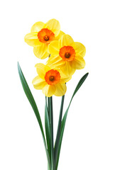 Spring floral border, beautiful fresh daffodils flowers, isolated on white background. Selective focus
- 750087371